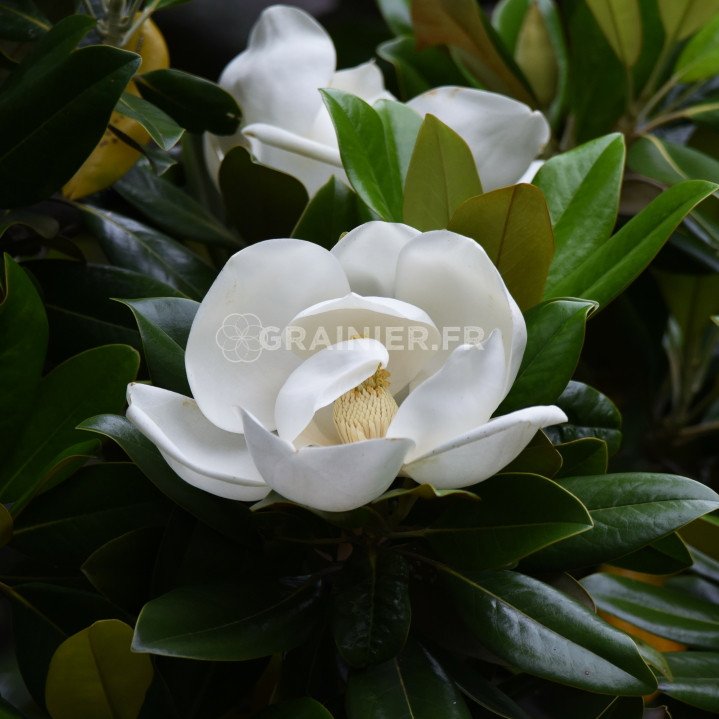 Magnolia with big flowers, bay laurel, Magnolia grandiflora image